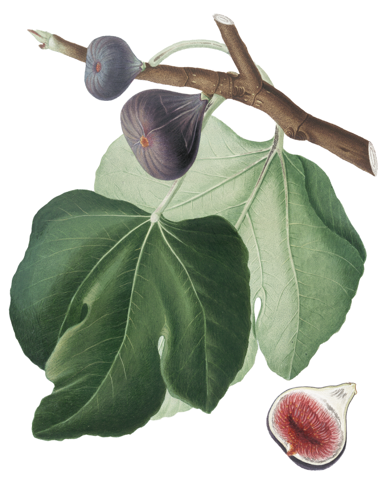 Botanical Illustration of a Fig on a branch