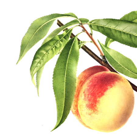 Botanical Illustration of a Peach on a branch